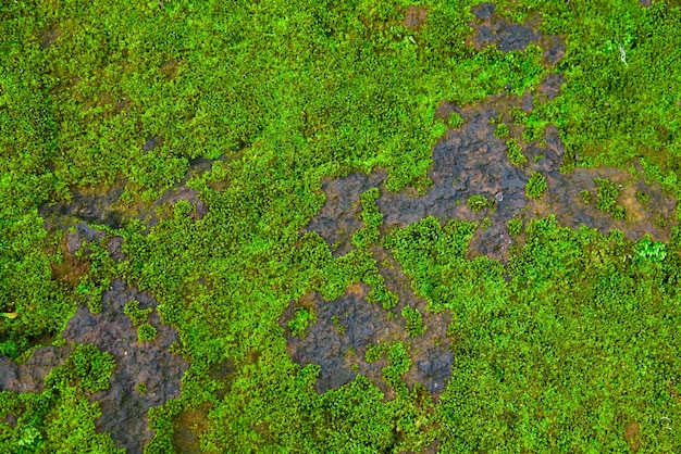 Green moss texture in nature green moss on stone background. 