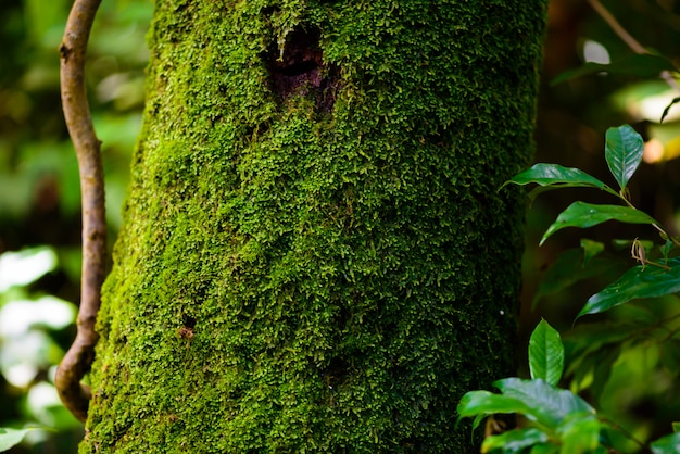 Green moss on the tree background