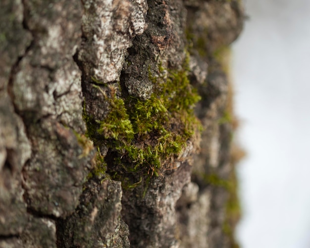 Foto muschio verde su una corteccia di albero, fondo di struttura del muschio naturale