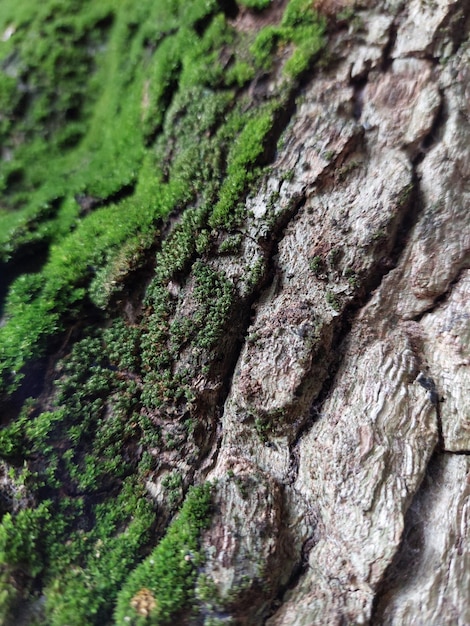 Green moss on a tree bark Natural moss texture background