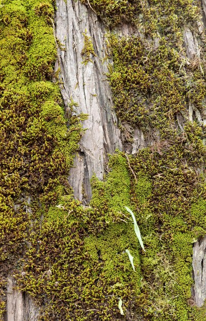 Green moss in a tree trunk in a rainforest