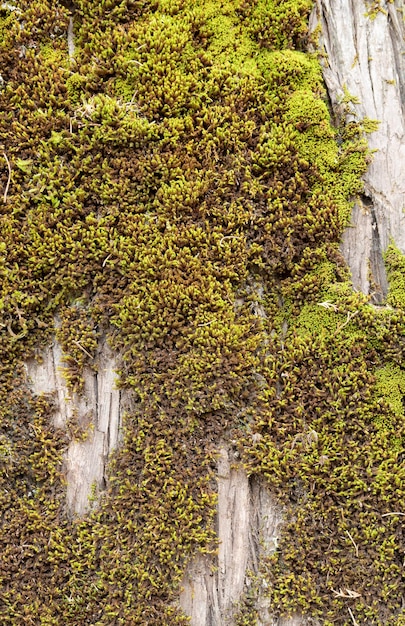 Green moss in a tree trunk in a rainforest