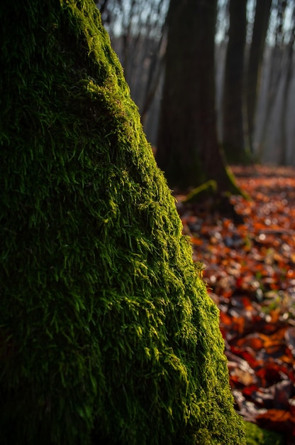 Green moss on a tree trunk