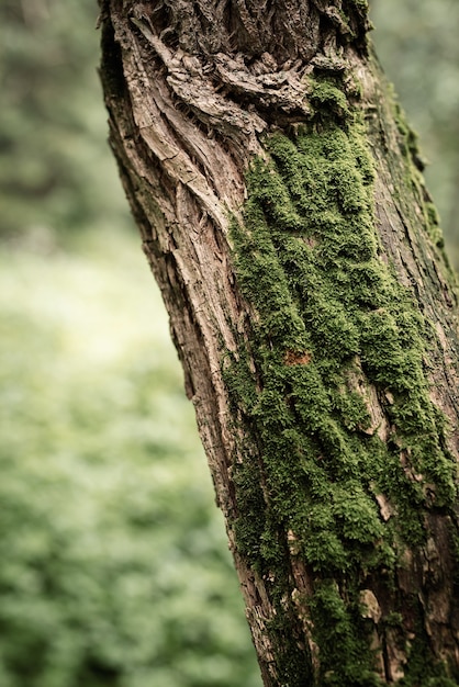 Green moss on a tree