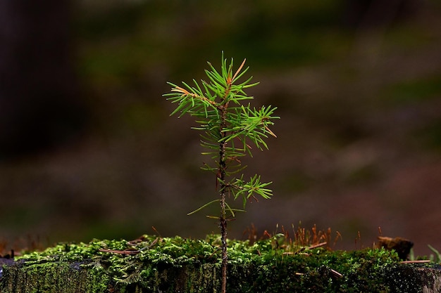 木の緑の苔