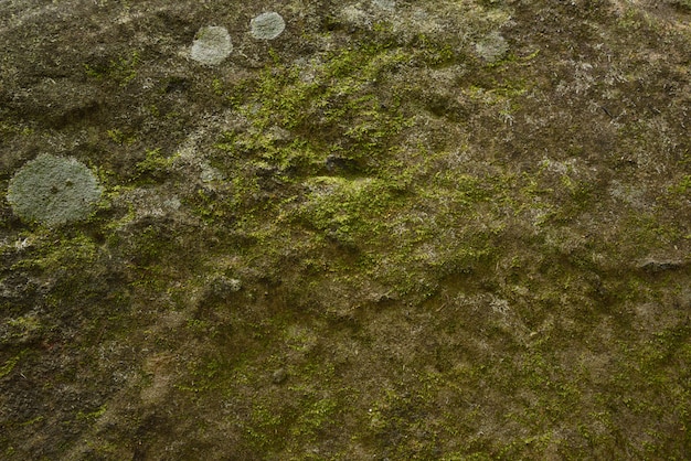 石の上の緑の苔の壁