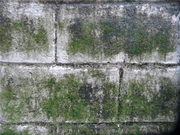壁に緑の苔