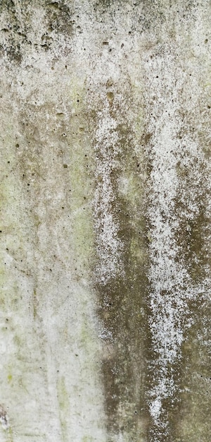 Green moss on a wall