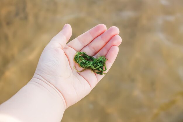 海の背景に子供の手の中の緑の苔と水生植物