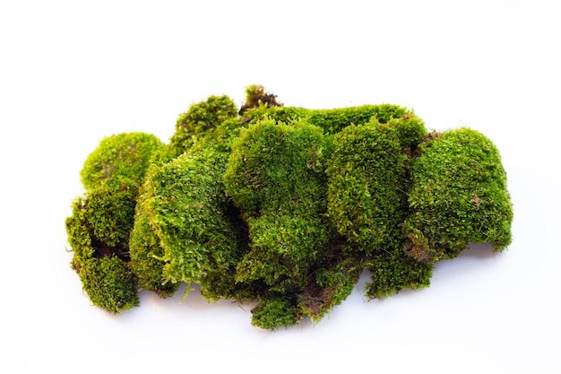 Green moss on white background