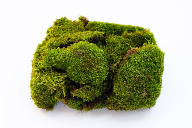 Green moss on white background