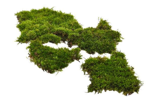 Photo green moss with grass isolated