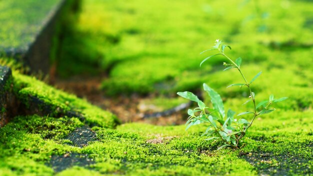 Photo green moss with plant