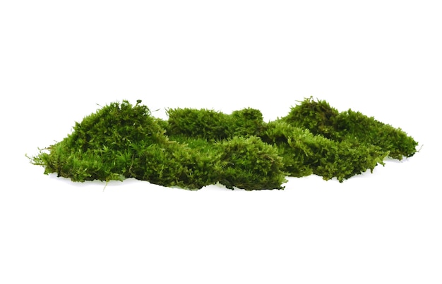 Green moss