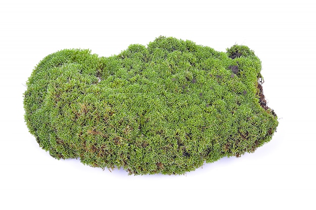 Green Moss