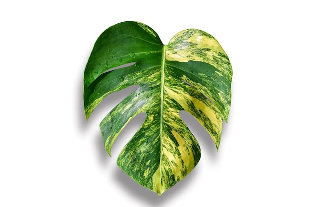 사진 녹색 모스테라 식물은 클리핑 패스를 사용하여 흰색 배경에 둡니다.