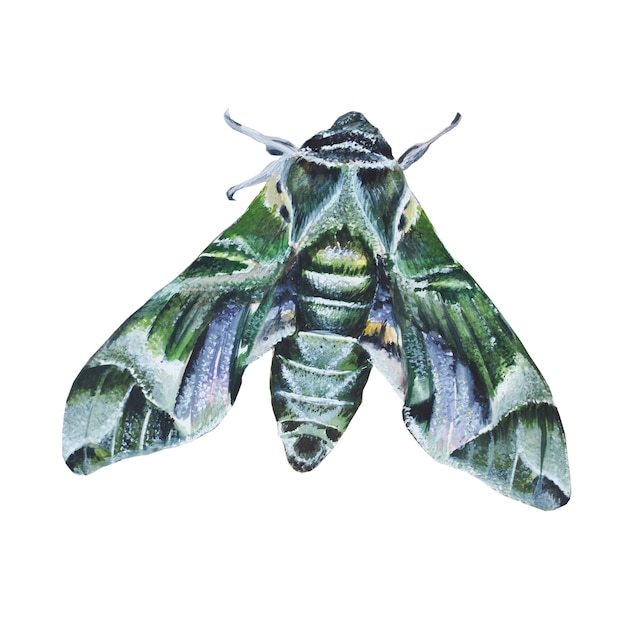 green mother butterfly. watercolor illustration