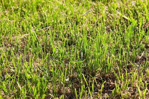 地面に横たわっている緑の刈り取られた草と乾いた草、牧草地のクローズアップ、乾いたわらと新鮮な草は、農場で動物を養うために使用されます、詳細