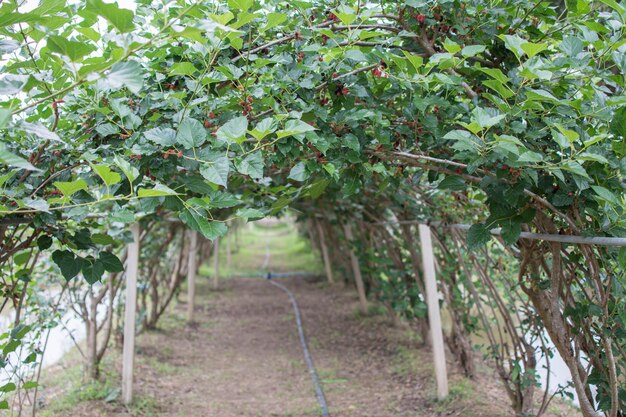 Green mulberries tree tunnel