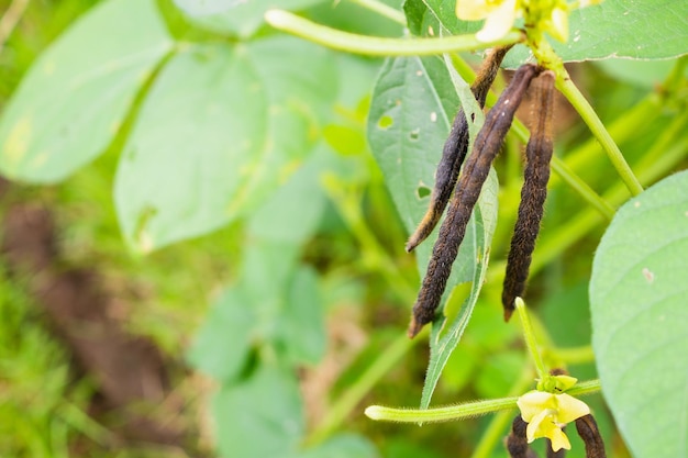 Green Mung bean crop closeup in agriculture field