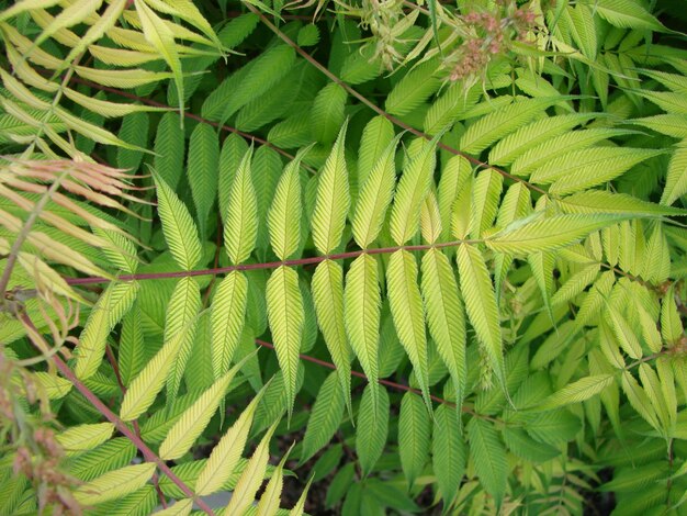 Green natural background of carved leaves beautiful summer texture backdrop of leaves