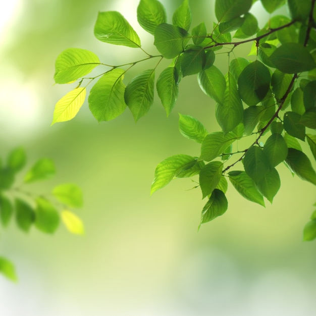 Green natural background, greenery background