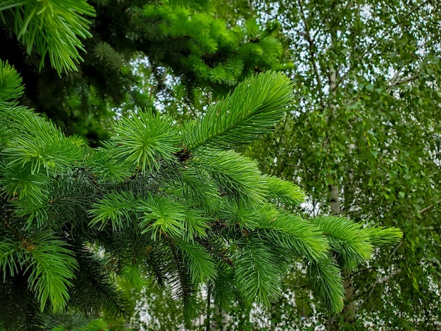 緑の自然背景トウヒ枝新年クリスマス