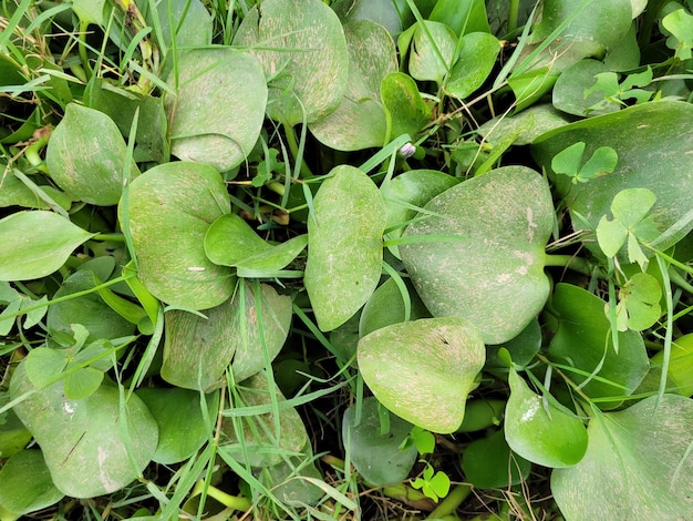 Green natural background