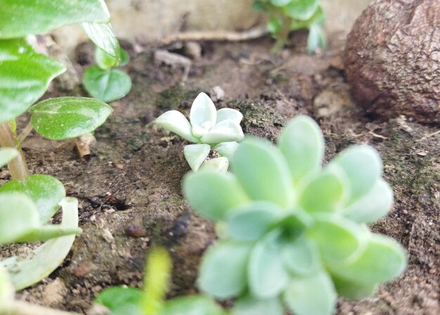 GREEN NATURAL BACKGROUND