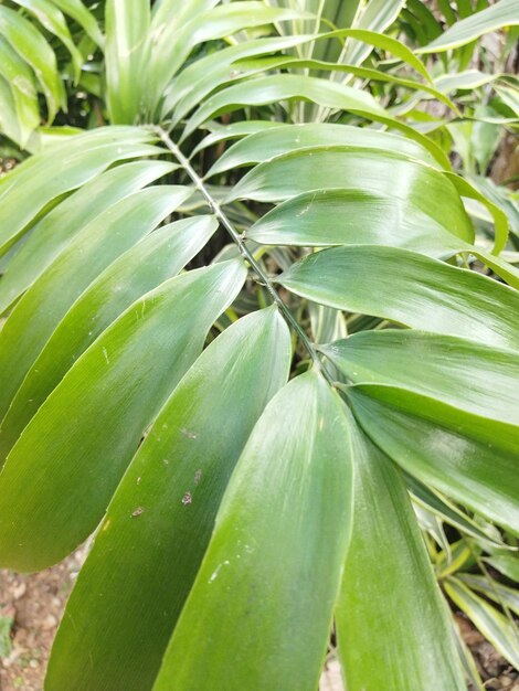 GREEN NATURAL BACKGROUND