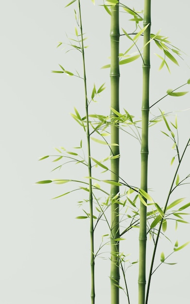 Photo green natural bamboo plant background 3d rendering