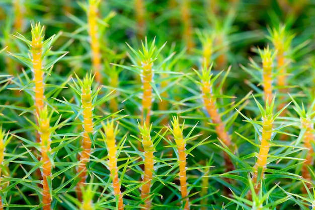 緑の自然な花の抽象的な背景の壁紙 web バナー