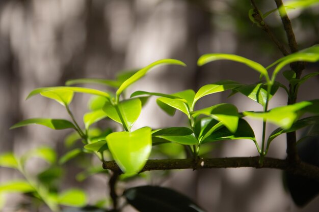 Photo green natural leaves branch