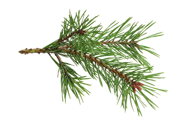 Green natural pine branch isolated on white background