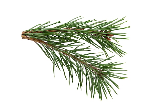 Green natural pine branch isolated on white background