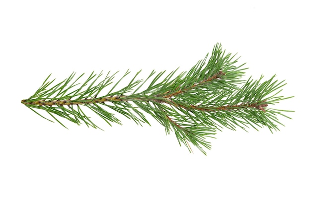 Green natural pine branch isolated on white background