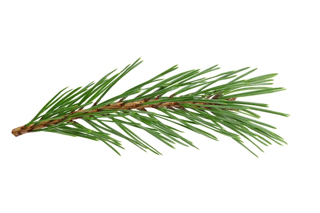 Green natural pine branch isolated on white background