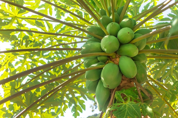 Green natural raw tropical papaya plants grow, hang on tree in Asia, Vietnam or Thailand. Fresh summer ripe bunch of fruits. Papaya plantation in garden. Agriculture fruits in organic farm. Harvesting