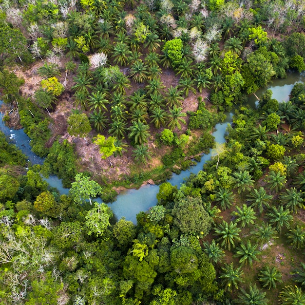 インドネシアのスマトラ島の緑豊かな森と空気から新鮮な緑の自然の風景