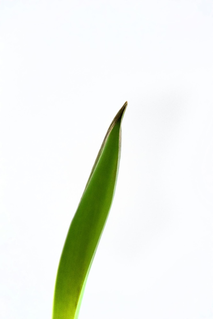 Photo 색 배경에 고립 된 녹색 봄 립 잎