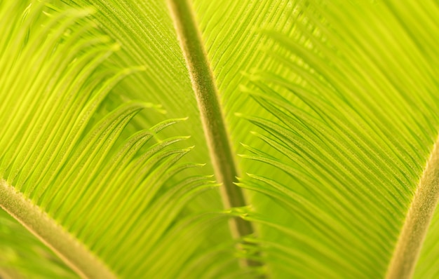 Green natural texture background.