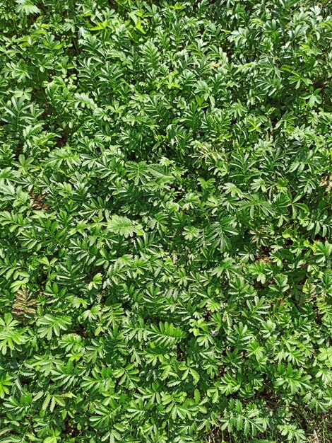 Green natural texture Textured background Foliage of thuja