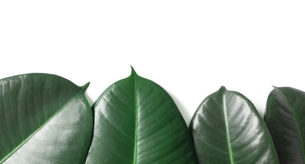 Foto bordo di foglie tropicali naturali verdi isolato su priorità bassa bianca con lo spazio della copia. modello di fogliame esotico della giungla. layout della natura, vista dall'alto