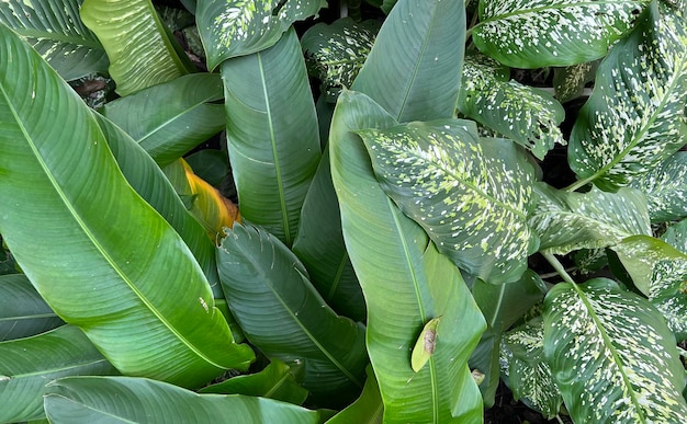 緑の自然の背景の濃い緑の葉の新鮮な植物の自然な緑の葉のバナー