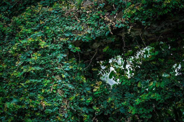 Green nature background with fence vines