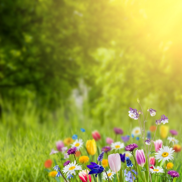 草の野生の花と緑の自然の背景