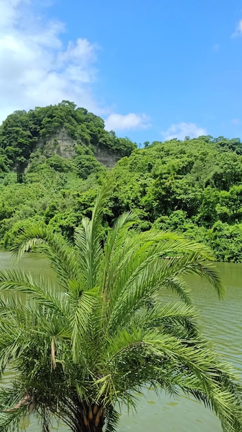 Photo green nature beautiful scenery blue sky green leaves bandarban hill