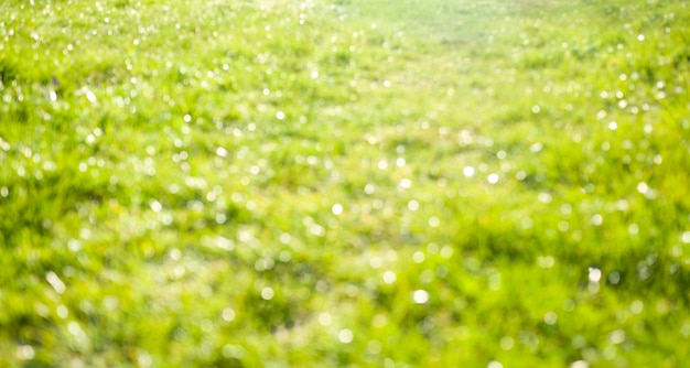 Photo green nature blureed background