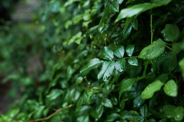 Green nature leaves with water rain drops