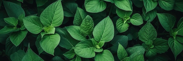 green nature leaves